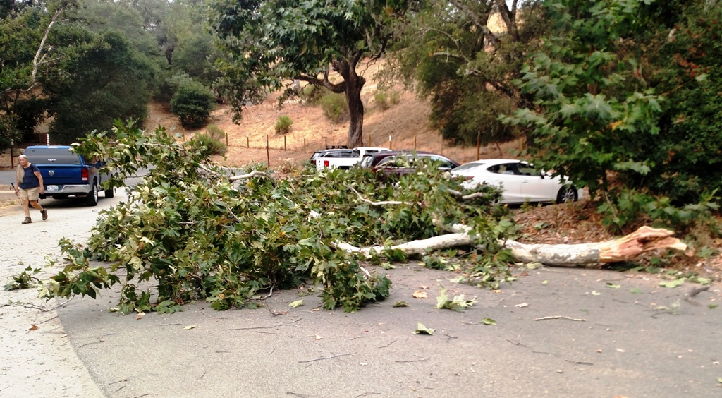 Fallen Sycamore branch!